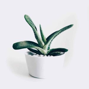 Store plant3 free img